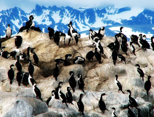 argentina_ushuaia_harbour_penguins_17